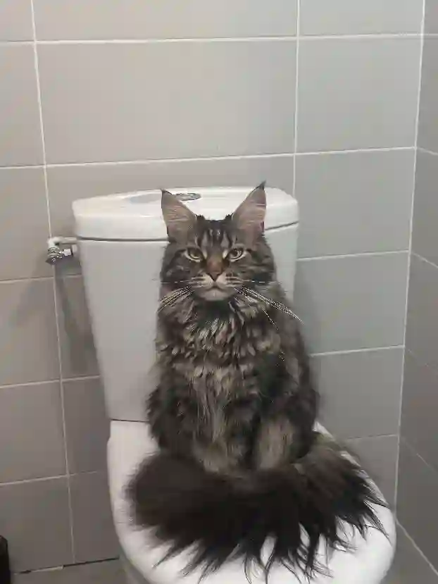 Chatte Trouvée 30 Gard - Alka Chatte Trouvée 30 Gard - Alka