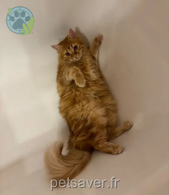 chatte reunited   30490 Montfrin Aspen