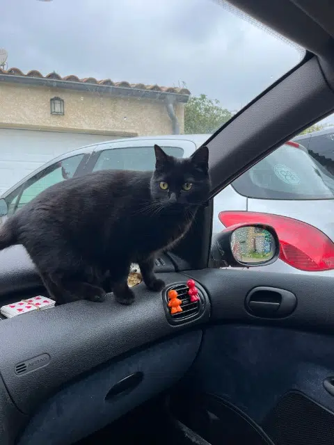 chatte reunited   30420 Calvisson Bagheera