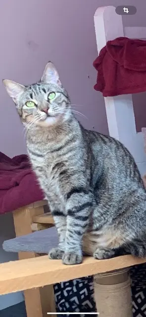 chatte reunited   30100 Alès Couecouette