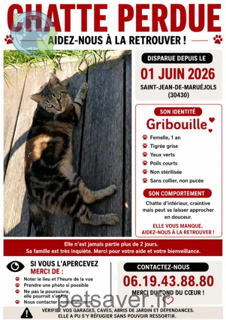 chatte reunited   30430 Saint-Jean-de-Maruéjols-et-Avéjan Gribouille