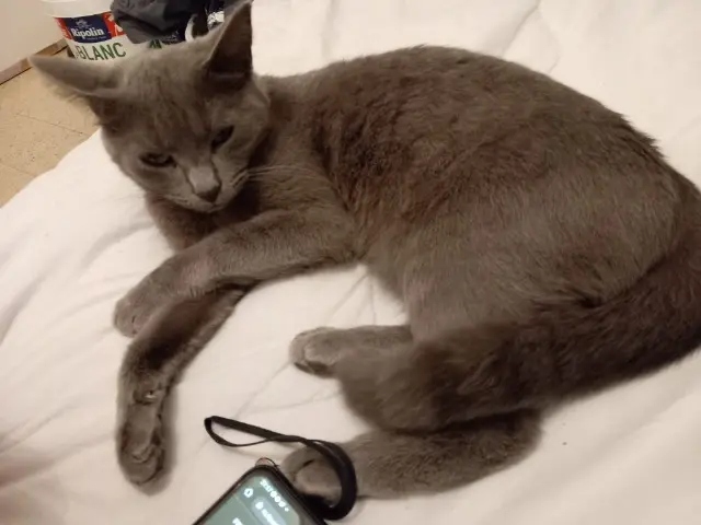 chatte reunited   30540 Milhaud Grigri