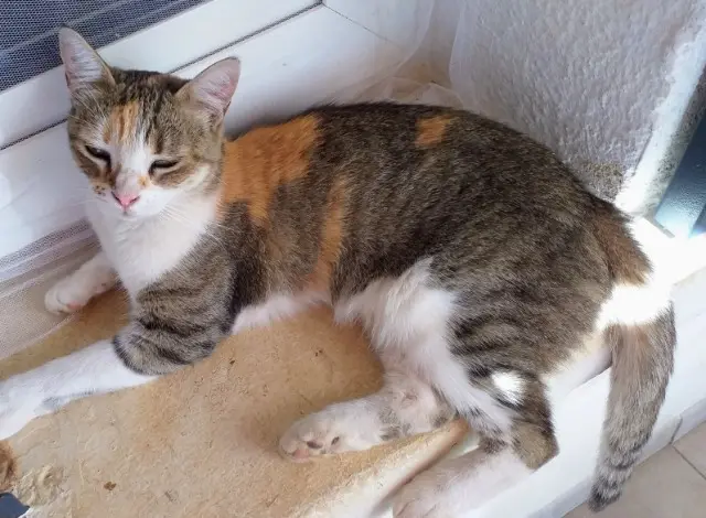 chatte reunited   30230 Rodilhan Joliec