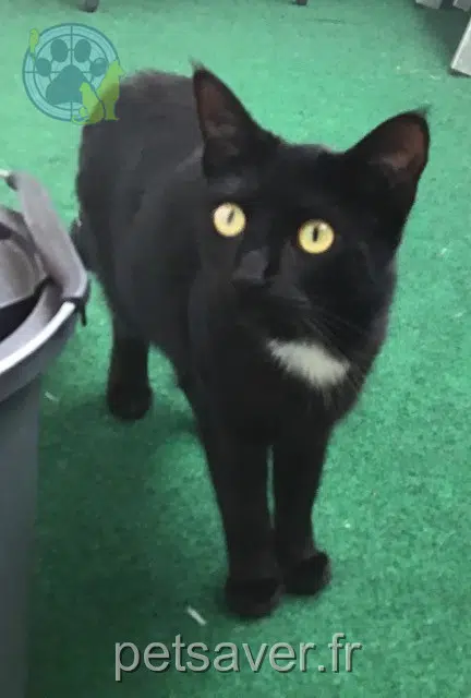 chatte reunited 30800 Saint-Gilles Kiara