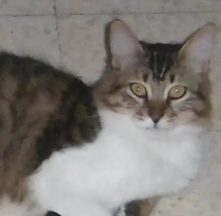 Chatte Perdue 30 Gard - Kiki Chatte Perdue 30 Gard - Kiki