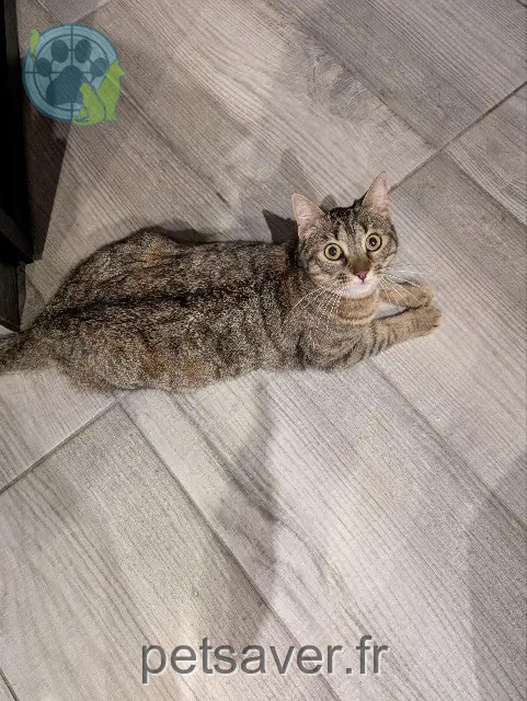 chatte reunited   30200 Bagnols-sur-Cèze Lily
