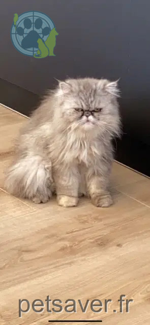 chatte reunited   30800 Saint-Gilles Maya