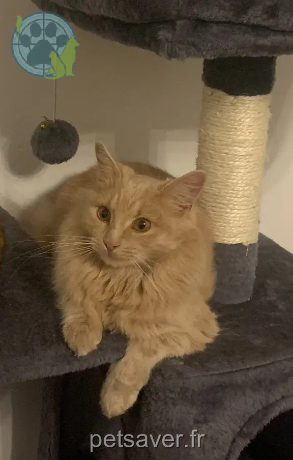 Chatte Perdue 30 Gard - Mousseline Chatte Perdue 30 Gard - Mousseline