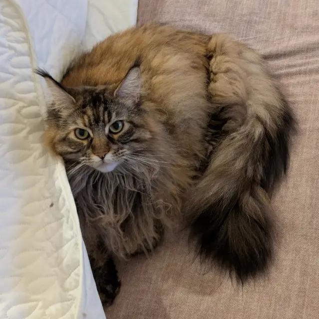chatte reunited   30640 Beauvoisin Muffine