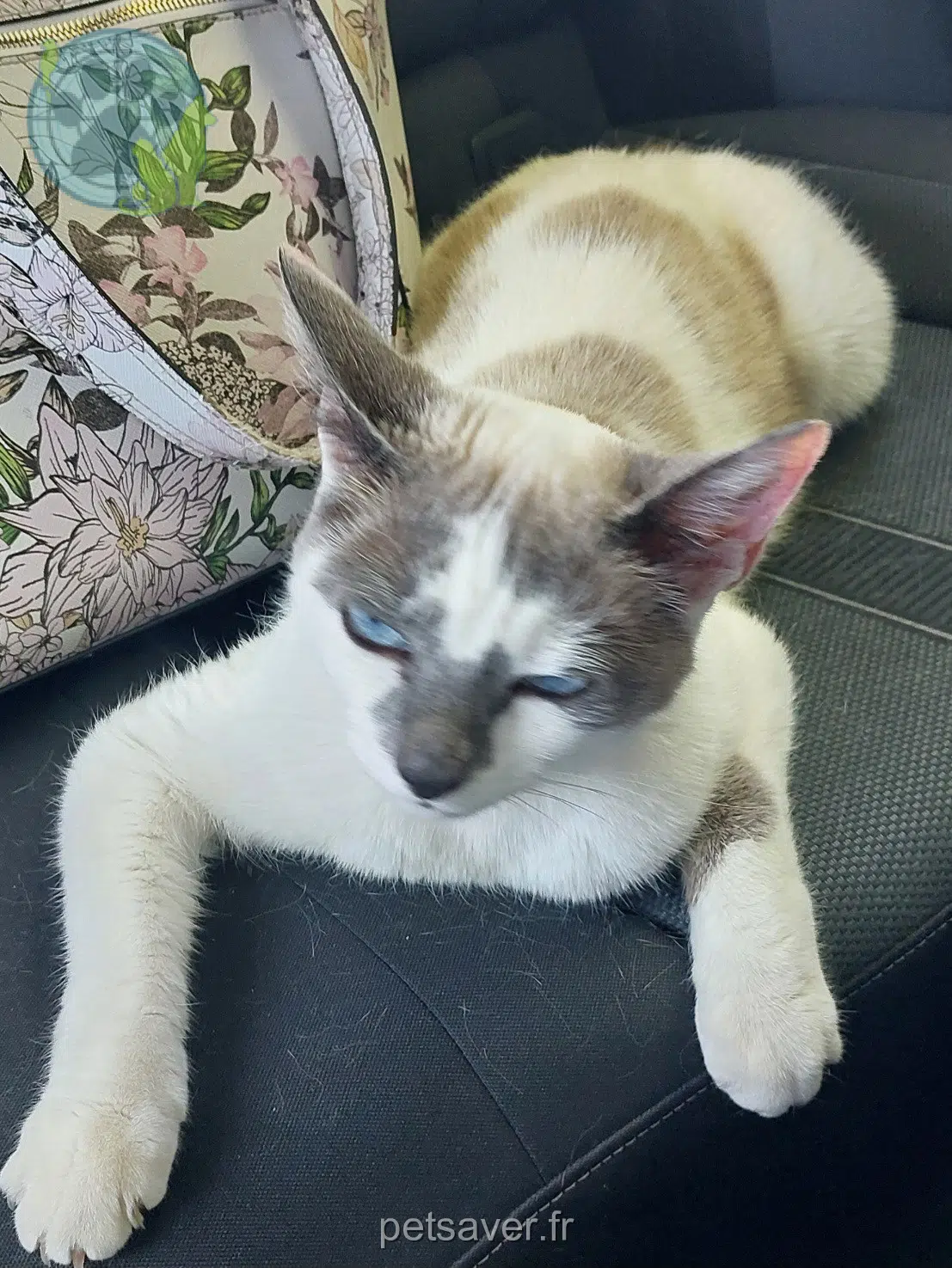 chatte reunited   30700 Flaux Noelle