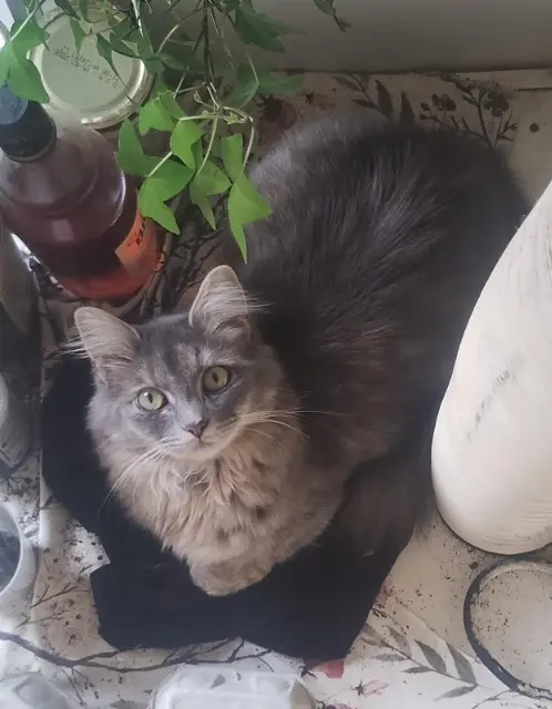 chatte reunited   30800 Saint-Gilles Nuwa