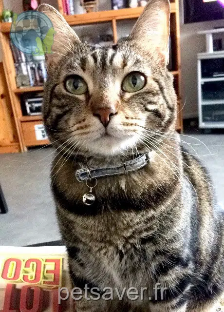chatte reunited Nîmes Chouchoute
