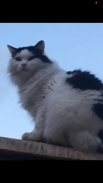 chatte reunited    Nîmes Douce