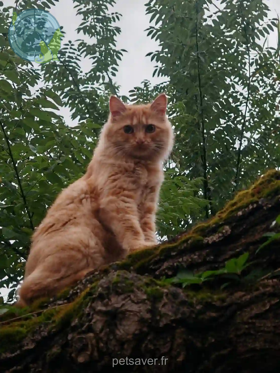 Chatte Perdue 30 Gard Nîmes - Lili Chatte Perdue 30 Gard Nîmes - Lili
