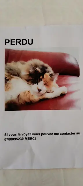 chatte reunited    Nîmes Lilou