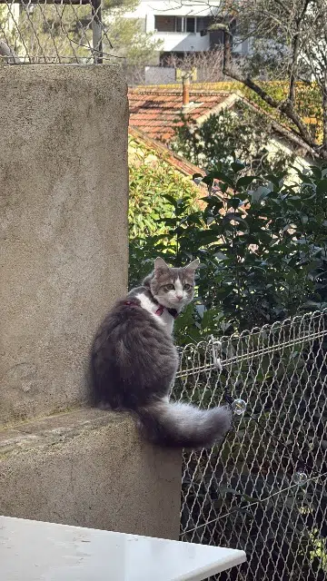 chatte reunited    Nîmes Vody