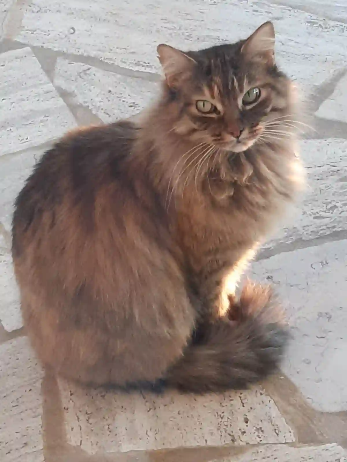 Chatte Trouvée 30 Gard - Poupette Chatte Trouvée 30 Gard - Poupette