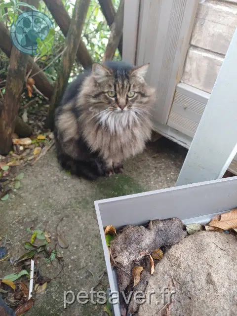 chatte reunited   30126 Lirac Prune