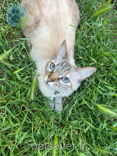 chatte reunited 30700 Foissac Queen