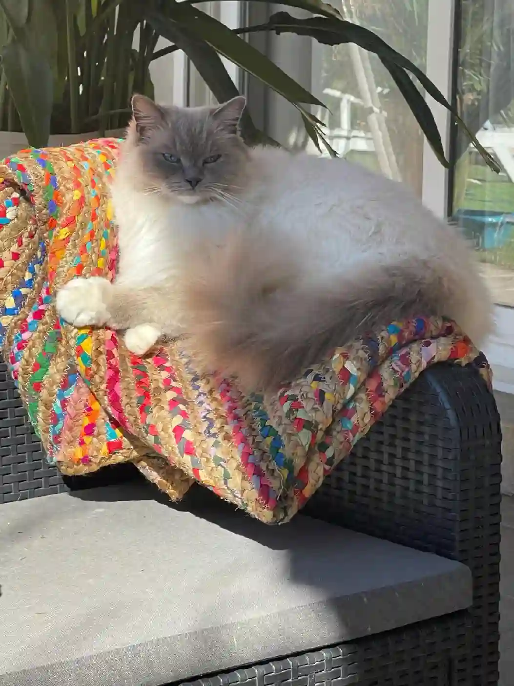 Chatte Perdue 30 Gard - R'-mine Chatte Perdue 30 Gard - R'-mine