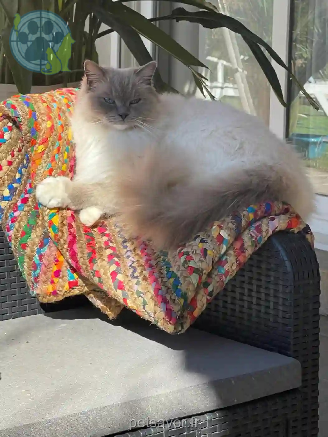 Chatte Perdue 30 Gard - R'-mine Chatte Perdue 30 Gard - R'-mine