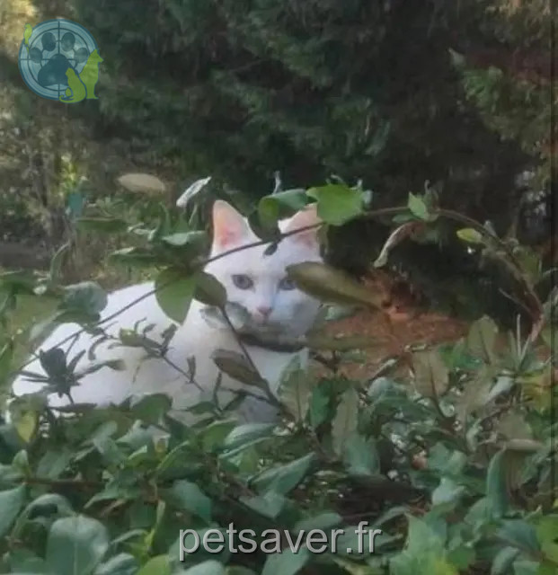 chatte reunited   30340 Saint-Privat-des-Vieux Rashka