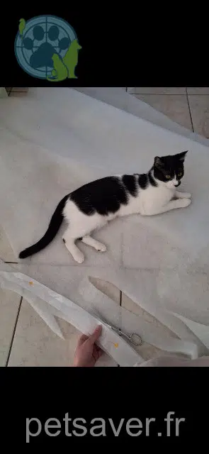 chatte reunited   30350 Lézan Rikki