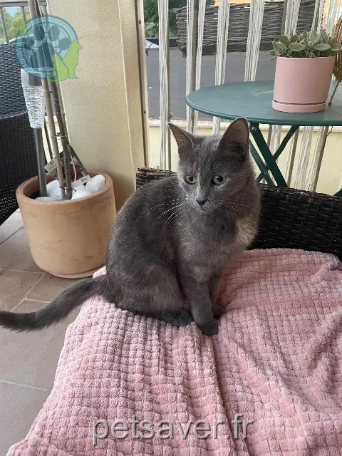 chatte reunited   30340 Saint-Privat-des-Vieux Romy