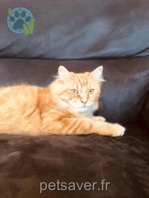 cat reunited   30100 Alès Ruby