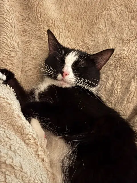 chatte reunited   30190 Saint-Chaptes Poupi