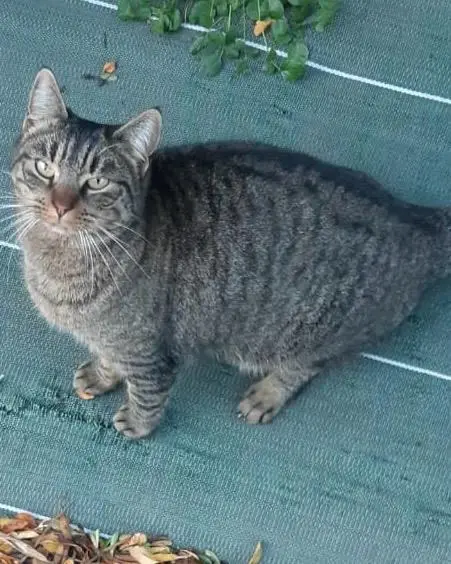 chatte reunited   30700 Sanilhac-Sagriès Furinette