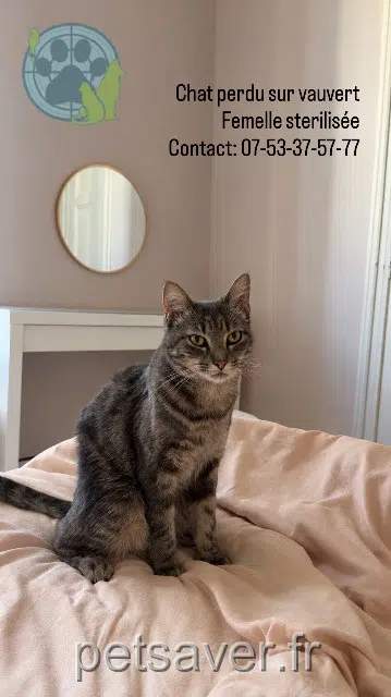 chatte reunited 30600 Vauvert Siana