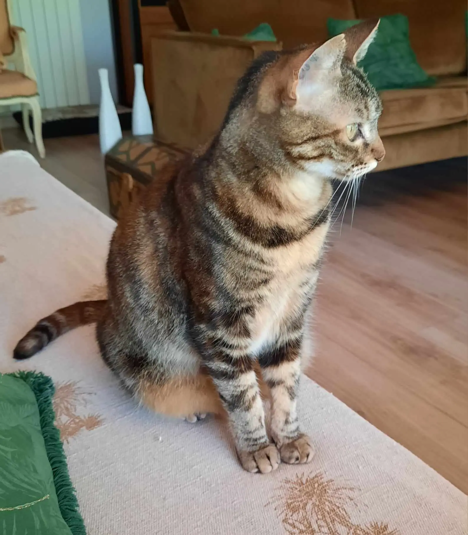 Chatte Perdue 30 Gard - Stella Chatte Perdue 30 Gard - Stella