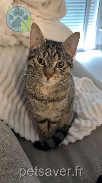 chatte reunited   30820 Caveirac Tigrette