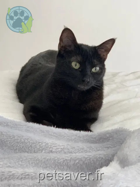 Katze reunited   30230 Bouillargues Tylou