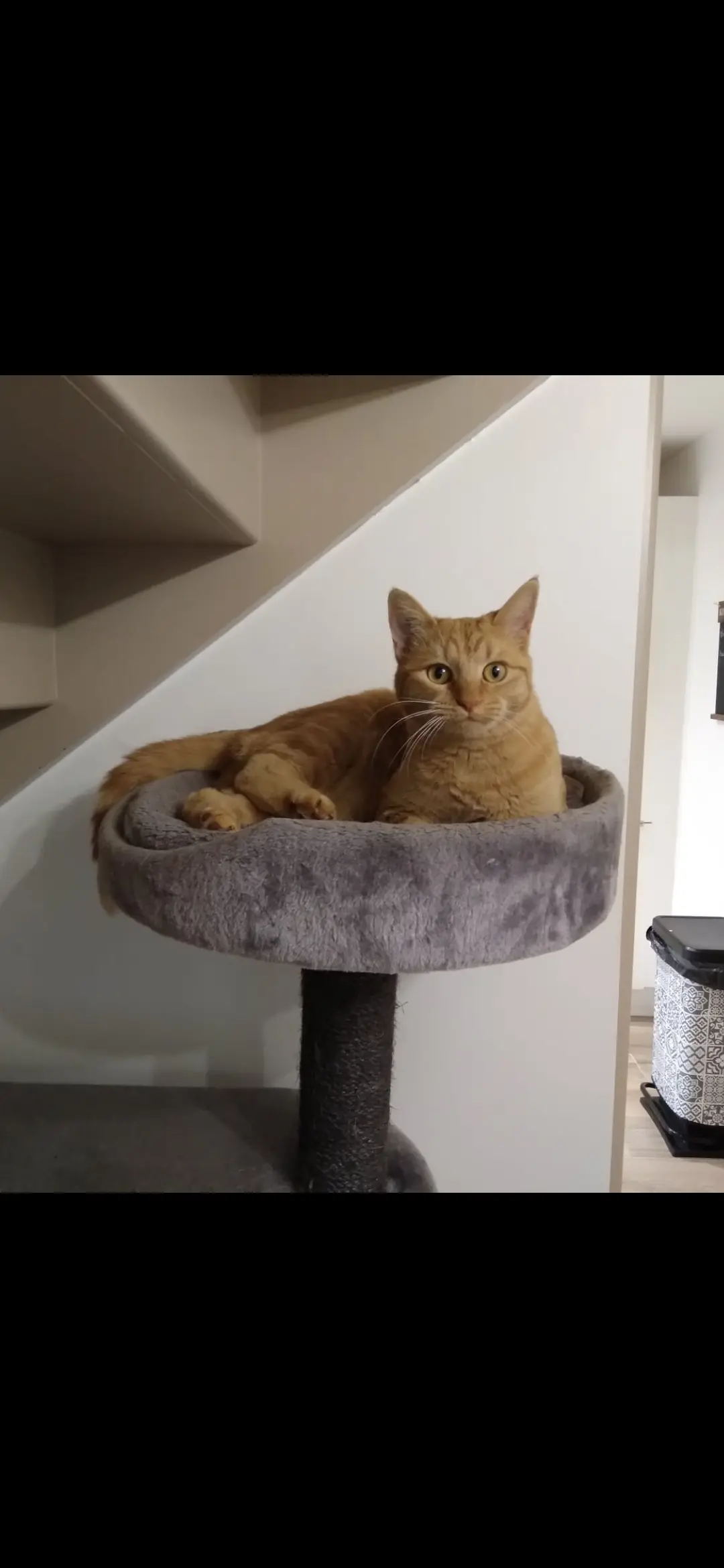 Chatte Perdue 30 Gard Chatte Perdue 30 Gard
