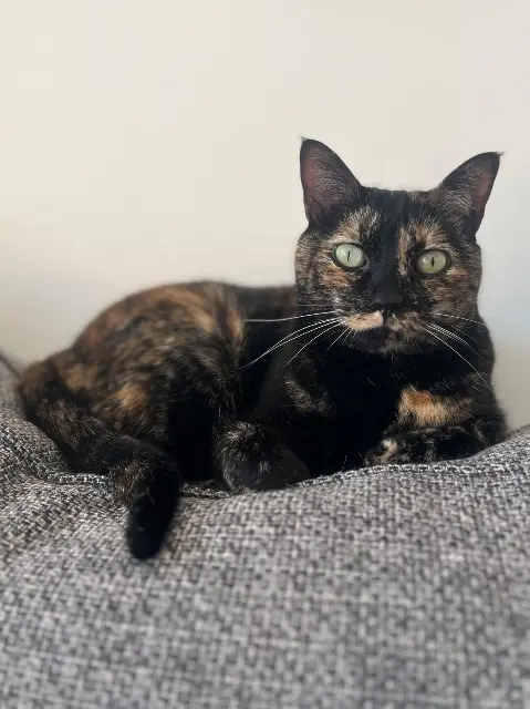 chatte reunited   31310 Rieux-Volvestre Alpha