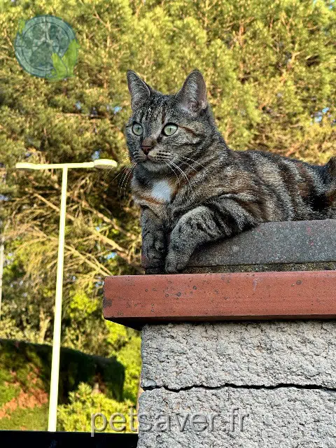 gata reunited   31130 Balma Amy