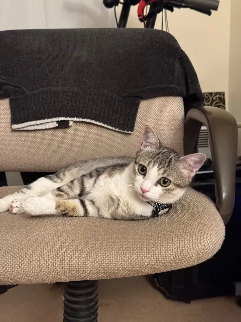 chatte reunited   31310 Rieux-Volvestre Arya