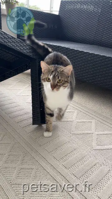 chatte reunited 31270 Cugnaux Aya