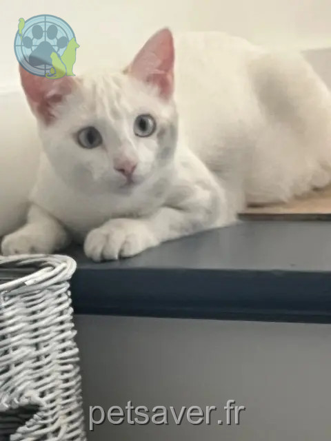 chatte reunited   31600 Seysses Bianca