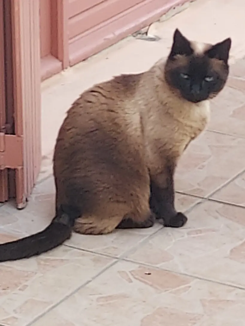 Chatte Perdue 31 Haute-Garonne - Blueyes Chatte Perdue 31 Haute-Garonne - Blueyes