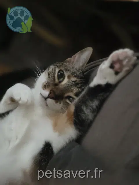 chatte reunited 31600 Eaunes Bulle