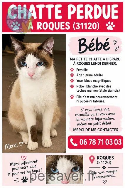 chatte reunited 31120 Roques Bébé