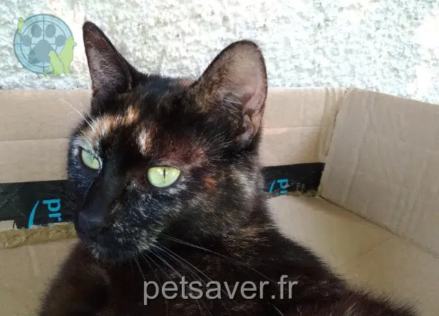 chatte reunited 31450 Montgiscard Cacao