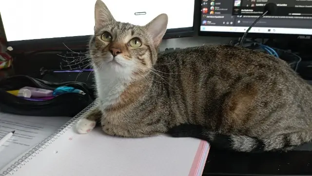 chatte reunited   31270 Villeneuve-Tolosane Canelle