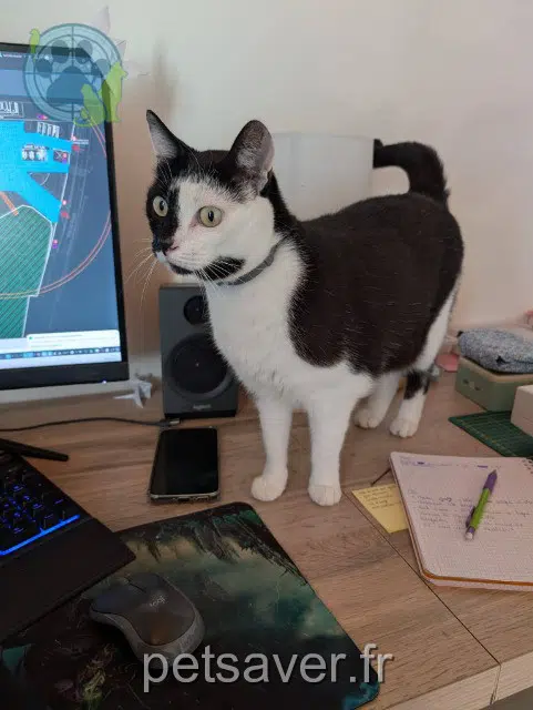 chatte reunited 31140 Launaguet Coco