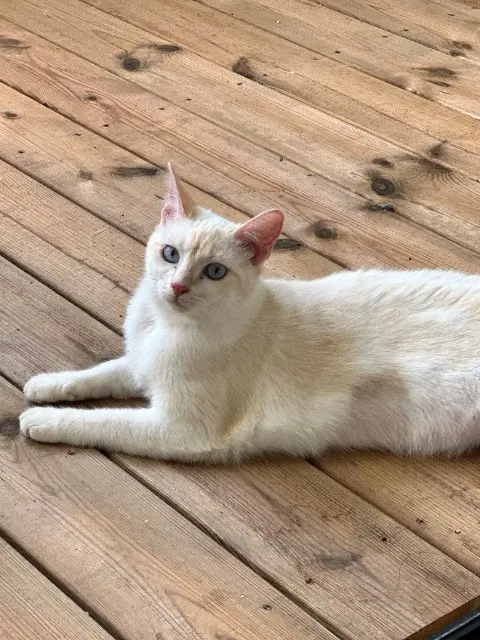 chatte reunited   31700 Cornebarrieu Daisy