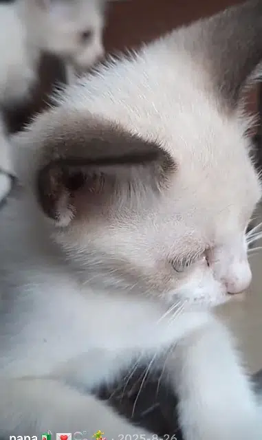 chatte reunited   31830 Plaisance-du-Touch Duchesse