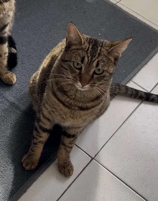 chatte reunited   31880 La Salvetat-Saint-Gilles Fifi